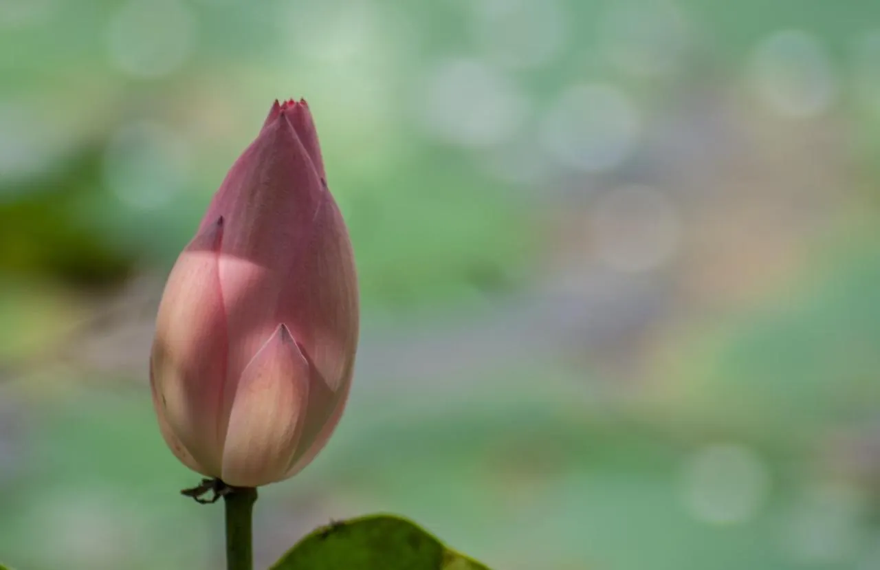 Lilly Ribera Residency Bed & Breakfast Kumarakom India