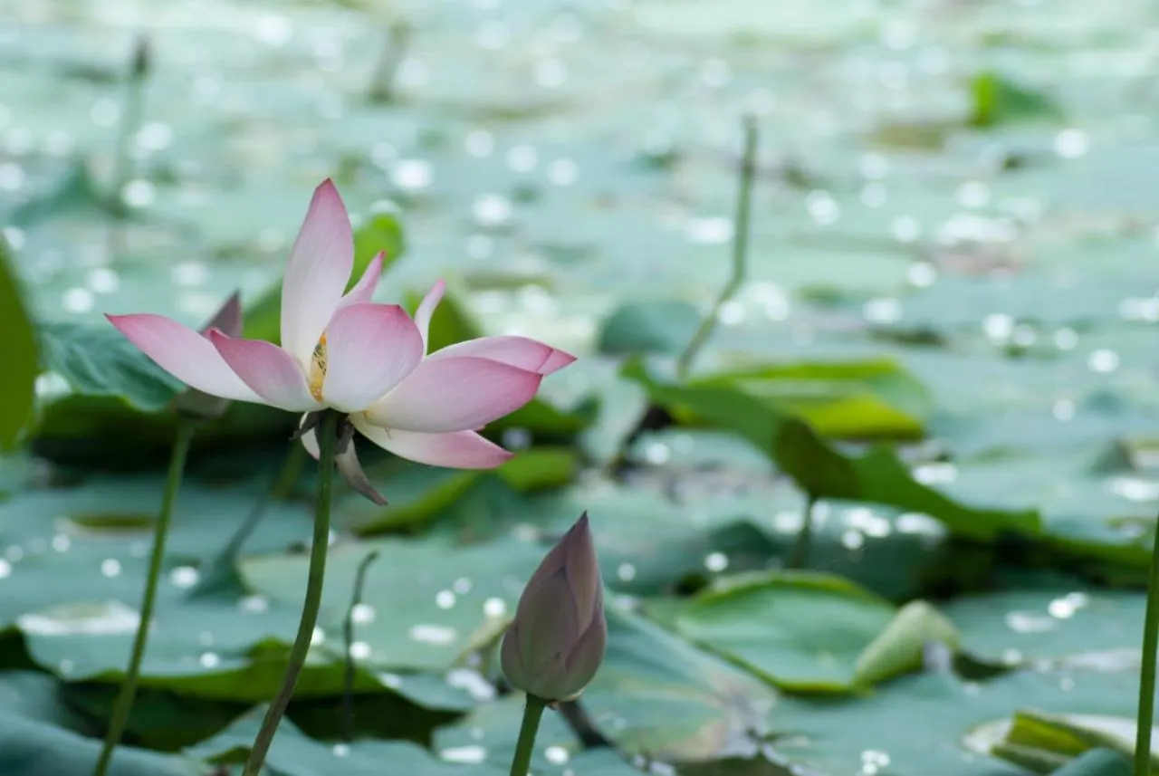 Lilly Ribera Residency Bed & Breakfast Kumarakom 0*,  India
